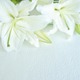 「名探偵コナン」毛利蘭役の声優・山崎和佳奈さんが逝去 原作者・青山剛昌が弔意伝える　蘭役後任は岡村明美さん 画像